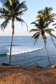 Tropical scenery of palm trees on a hillside by blue ocean, Mirissa, Sri Lanka, Asia