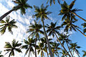 Blick hinauf auf Palmen und blauen Himmel, Mirissa, Sri Lanka, Asien