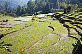 Paddy field rice farming terraces, Ella, Badulla District, Uva Province, Sri Lanka, Asia