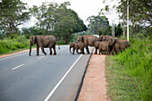 Wilde Elefanten überqueren eine Hauptstraße in der Nähe von Habarana, Distrikt Anuradhapura, Sri Lanka, Asien