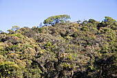 Wald im Horton Plains Nationalpark, Sri Lanka, Asien