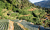 Terrassen mit Gemüseanbau in der Nähe der Stadt Nuwara Eliya, Zentralprovinz, Sri Lanka