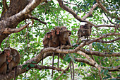 Toque macaque, Macaca sinica, monkeys, Polonnaruwa, North Central Province, Sri Lanka, Asia