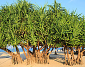 Pandanus-Palmen wachsen am Sandstrand, Nilavelli Trincomalee, Sri Lanka, Asien