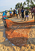 Traditional fishing catch landed in net Nilavelli beach , near Trincomalee, Eastern province, Sri Lanka, Asia