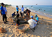Traditionelles Schleppnetzfischen am Nilavelli-Strand, in der Nähe von Trincomalee, Ostprovinz, Sri Lanka, Asien