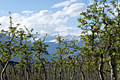 Apfelblüte im Etschtal, Vinschgau, Südtirol, Italien, Europa
