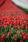 Rote und weiße Tulpen auf einem Feld im Frühling, Schwaneberg, Magdeburg, Sachsen-Anhalt, Deutschland, Europa
