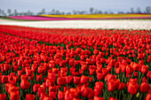 Colorful tulip field in spring, Schwaneberg, Magdeburg, Saxony-Anhalt, Germany, Europe 