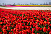 Buntes Tulpenfeld im Frühling, Schwaneberg, Magdeburg, Sachsen-Anhalt, Deutschland, Europa