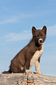 Grönländischer Schlittenhund, Canis lupus familiaris, Welpe, Ilulissat, West-Groenland, Grönland