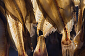  Greenland halibut, Reinhardtius hippoglossoides, dried fish, North Greenland, Greenland 