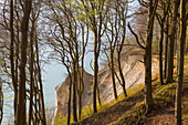  Beech forest at the chalk cliffs, Jasmund National Park, Ruegen Island, Mecklenburg-Western Pomerania, Germany 