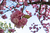  Japanese cherry blossom, cherry blossoms, Magdeburg, Saxony-Anhalt, Germany 