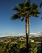 Blick auf Villen und Apartmenthäuser an der Costa del la Calma und die Serra de Tramuntana, Palme im Vordergrund, Santa Ponca, Santa Ponsa, Mallorca, Spanien