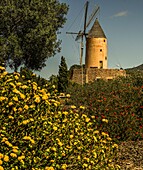 Molino de Santa Ponca umgeben von Blumen, Mallorca, Spanien