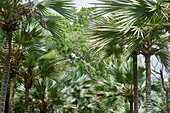  Africa, Mauritius Island, Indian Ocean, Plants, Sir Seewoosagur Ramgoolam Botanical Garden 