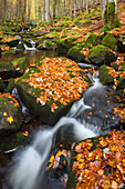  Kleine Ohe, stream in autumn, Bavarian Forest National Park, Bavaria, Germany 