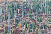  Mountain spruce forest infested by bark beetles at Lusen, Bavarian Forest National Park, Bavaria, Germany 