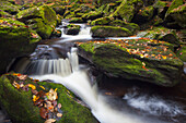  Grosse Ohe flows through the valley of the Steinklamm, Bavarian Forest, Bavaria, Germany 