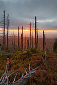 Borkenkäfer befallener Bergfichtenwald am Lusen bei Sonnenuntergang, Nationalpark Bayrischer Wald, Bayern, Deutschland