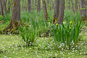  Black alder, Alnus glutinosa, Yellow iris, Iris pseudacorus, Water fern, Hottonia palustris, Alder swamp forest, Saxony-Anhalt, Germany 