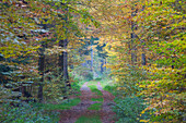  Forest path, beech forest, autumn, Schleswig-Holstein, Germany 