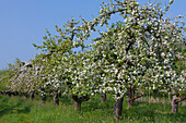 Apfel, Malus domestica, blühende Apfelbäume in einer Apfelplantage, Altes Land, Niedersachsen, Deutschland