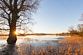  Elbe Valley, flood, Elbe Valley Biosphere Reserve, Lower Saxony, Germany 