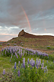 Regenbogen ueber der Landschaft am See Prestholalon, Nordurland eystra, Island