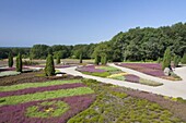  Heath garden, flowering heather varieties, Schneverdingen, Lueneburg Heath, Lower Saxony, Germany 
