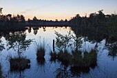 Pietzmoor, sunrise, raised bog, Schneverdingen, Lüneburg Heath, Lower Saxony, Germany 