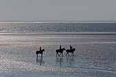  Rider in the mudflats, Wadden Sea National Park, Pellworm Island, North Frisia, Schleswig-Holstein, Germany 