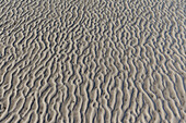  Ripple marks, structures in the mudflats, Wadden Sea National Park, Schleswig-Holstein, Germany 