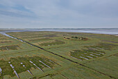  Ungrazed salt marsh in the Wadden Sea National Park, Schleswig-Holstein, Germany 