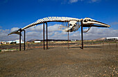 Sperm whale skeleton, Physeter macrocephalus, at Las Salinas del Carmen, Fuerteventura, Canary Islands, Spain