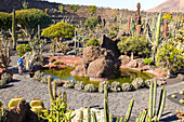 Cactus plants inside Jardin de Cactus designed by César Manrique, Guatiza, Lanzarote, Canary Islands, Spain