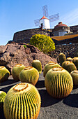 Cactus plants and windmill Jardin de Cactus designed by César Manrique, Guatiza. Lanzarote, Canary Islands, Spain. Cactaceae, Echinocactus grusonil, from San Luis de Potosi-Hidalgo, Mexico