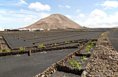 Volcano cone and black volcanic soil farmland, near Tinajo, Lanzarote, Canary Islands, Spain - Montana Tinache