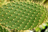 Nahaufnahme der Stacheln auf dem Blatt des Opuntia echios Kaktus, Kew Gardens, London, England, Großbritannien