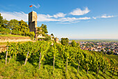 Die Wachtenburg im Herbst mit Weinbergen, Wachenheim an der Weinstraße, Rheinland-Pfalz, Deutschland