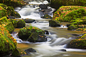 Die Moosalbe in der Karlstalschlucht im Herbst, Trippstadt, Rheinland-Pfalz, Deutschland