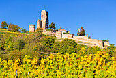 Die Wachtenburg in den Weinbergen von Wachenheim, Rheinland-Pfalz, Deutschland