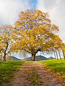 Herbstlicher Baum in den Weinbergen von Ilbesheim bei Landau, Rheinland-Pfalz, Deutschland