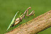 Europäische Gottesanbeterin (Mantis Religiosa) Paarung, Schweiz