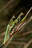 Europäische Gottesanbeterin (Mantis Religiosa) Paarung, Europa