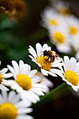 Biene (Anthophila) saugt Nektar aus der Blüte einer Margerite (Leucanthemum), Jena, Thüringen, Deutschland