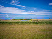 Sundische Wiese, Zingst, Darß, Fischland, Ostsee, Mecklenburg-Vorpommern, Deutschland, Europa