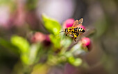 Busy bee flying to an apple blossom, Bavaria, Germany 