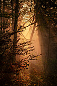  Morning mist in an autumnal beech forest, Bavaria, Germany 